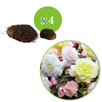 4x Tuberous begonia - Mix 'Wummi' yellow-white-pink