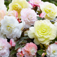 4x Tuberous begonia - Mix 'Wummi' yellow-white-pink