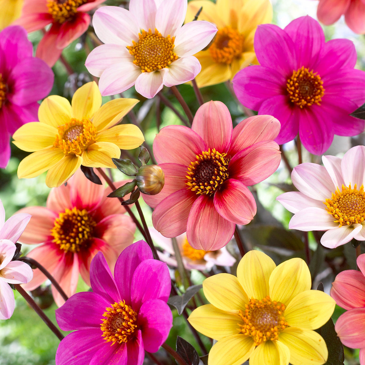 6x Dahlia mignon - Mix 'HS Butterfly'