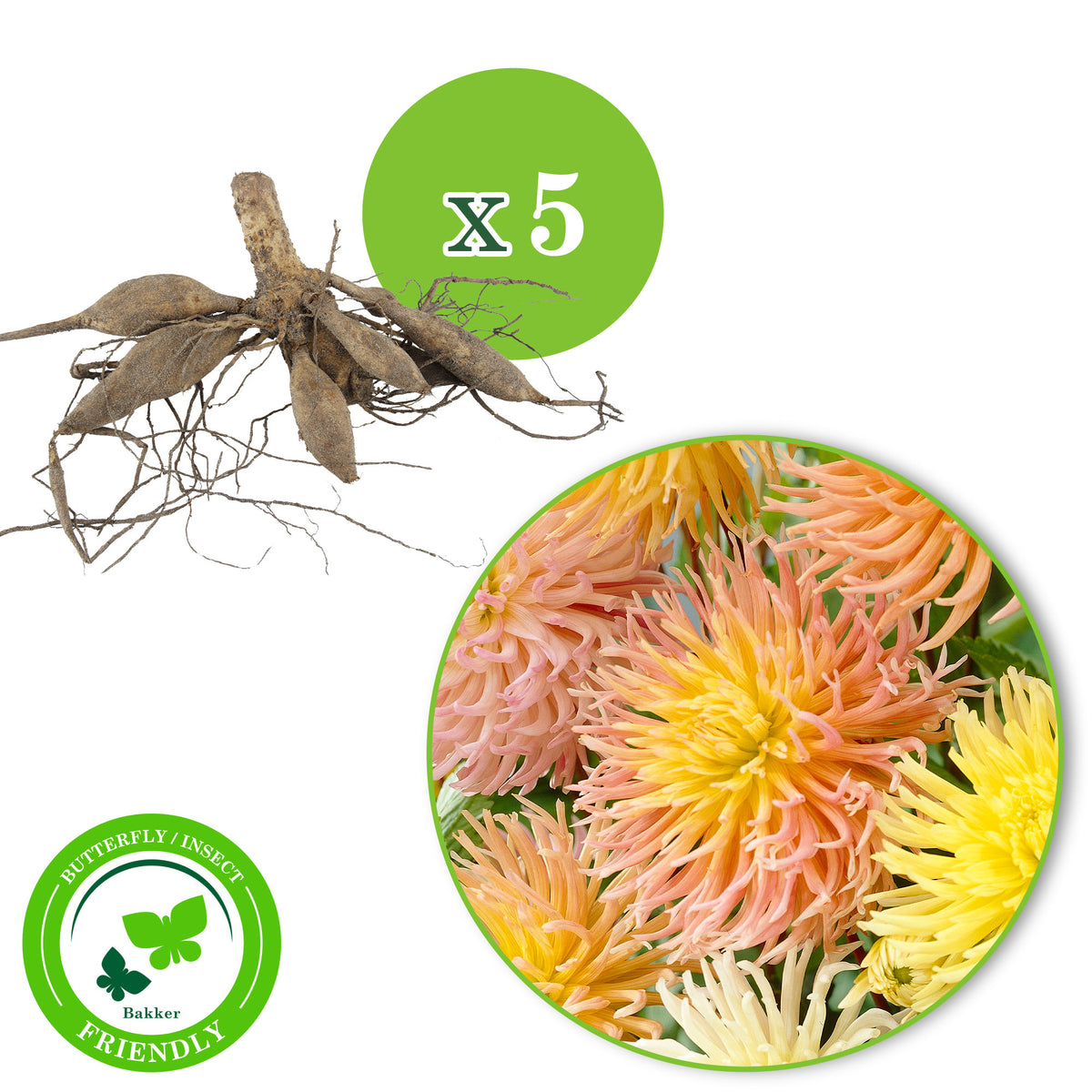 5x Dahlia star - Mix Organic