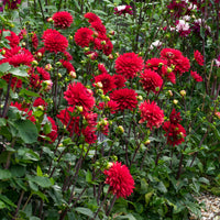 3x Dahlia 'Garden Wonder' red