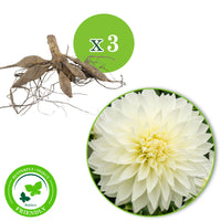 3x Dahlia 'Fleurel'  White