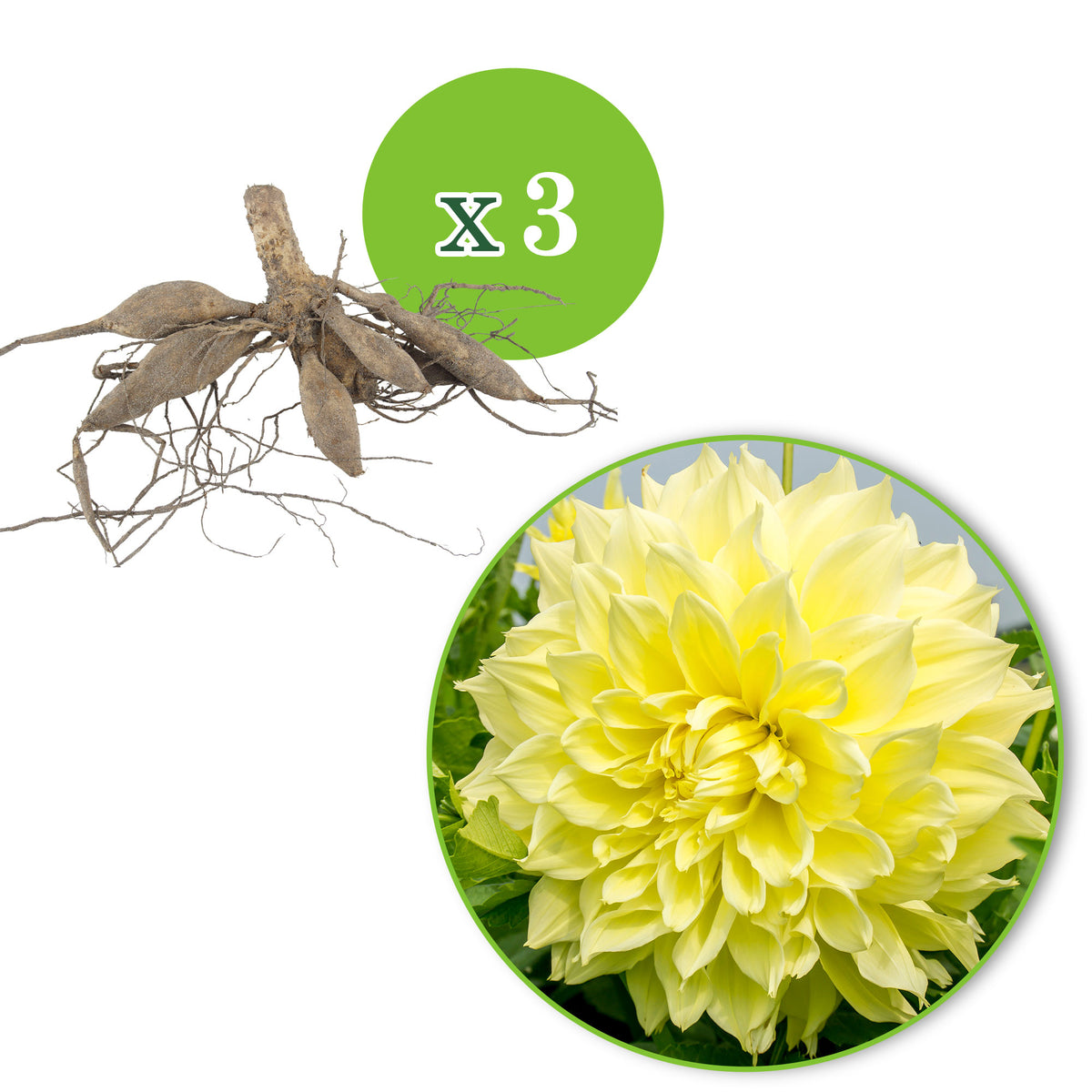 3x Dahlia 'Kelvin Floodlight' yellow