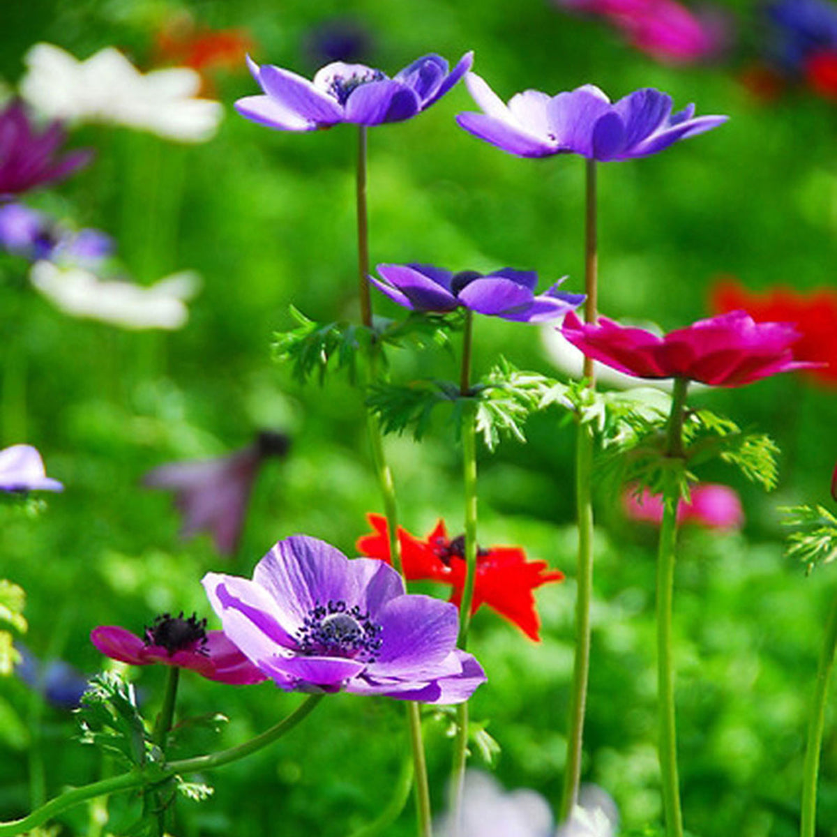 100x Anemone Anemone - Mix 'De Caen'