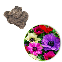 100x Anemone Anemone - Mix 'De Caen'