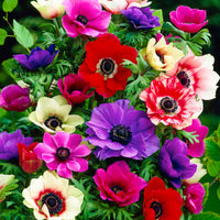 100x Anemone Anemone - Mix 'De Caen'