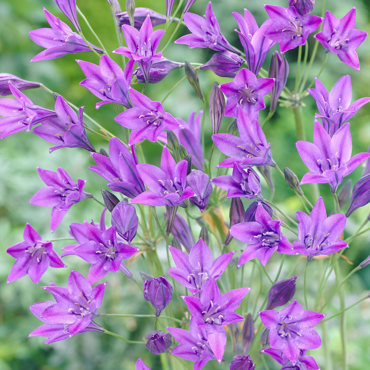 100x Triteleia ixioides 'Queen Fabiola' blue
