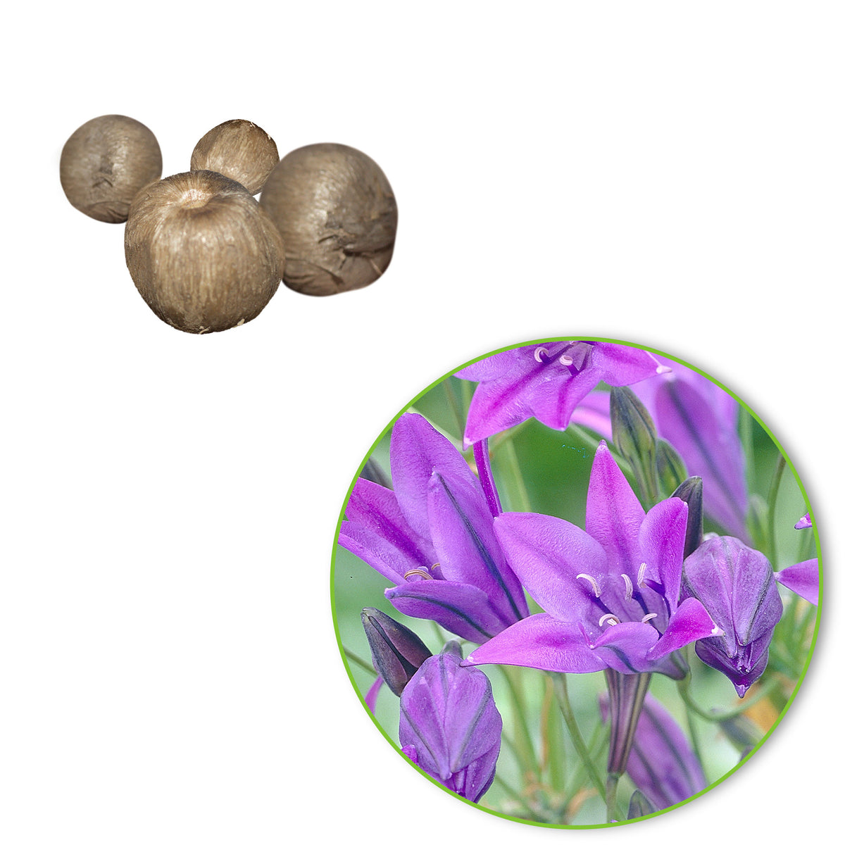 100x Triteleia ixioides 'Queen Fabiola' blue