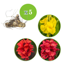 5x Indian shot Canna - Mix yellow-red-orange