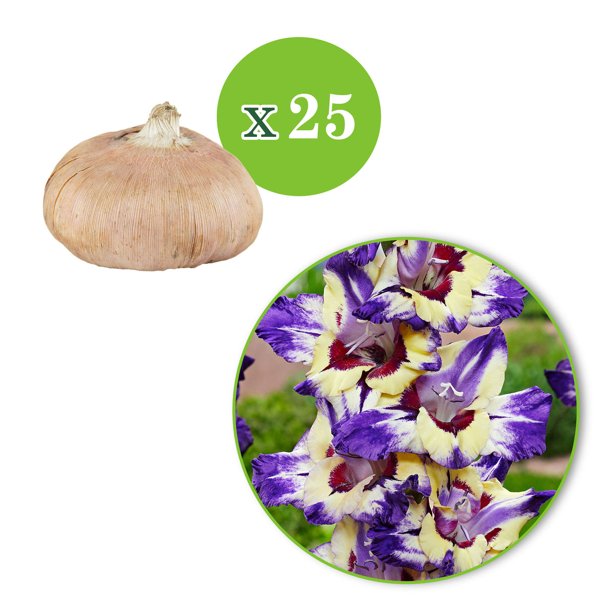 25x Gladiolus Gladiolus 'Circus Club' purple-yellow