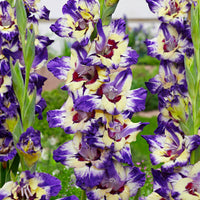 25x Gladiolus Gladiolus 'Circus Club' purple-yellow