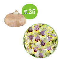 25x Gladiolus Gladiolus 'Oracle' purple-yellow-white