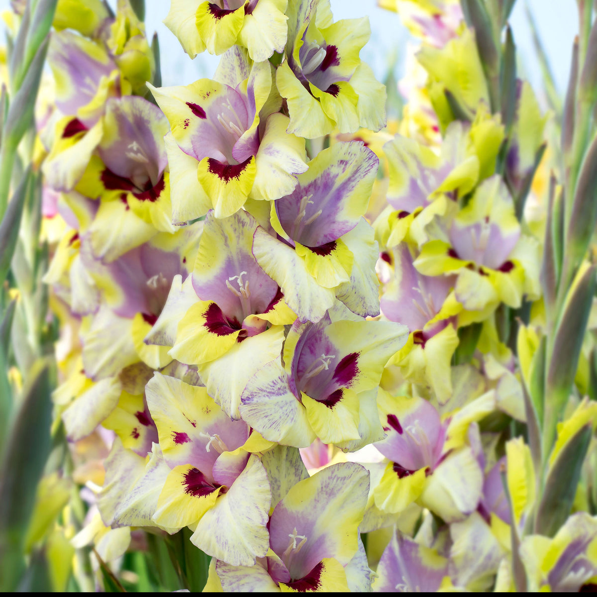 25x Gladiolus Gladiolus 'Oracle' purple-yellow-white