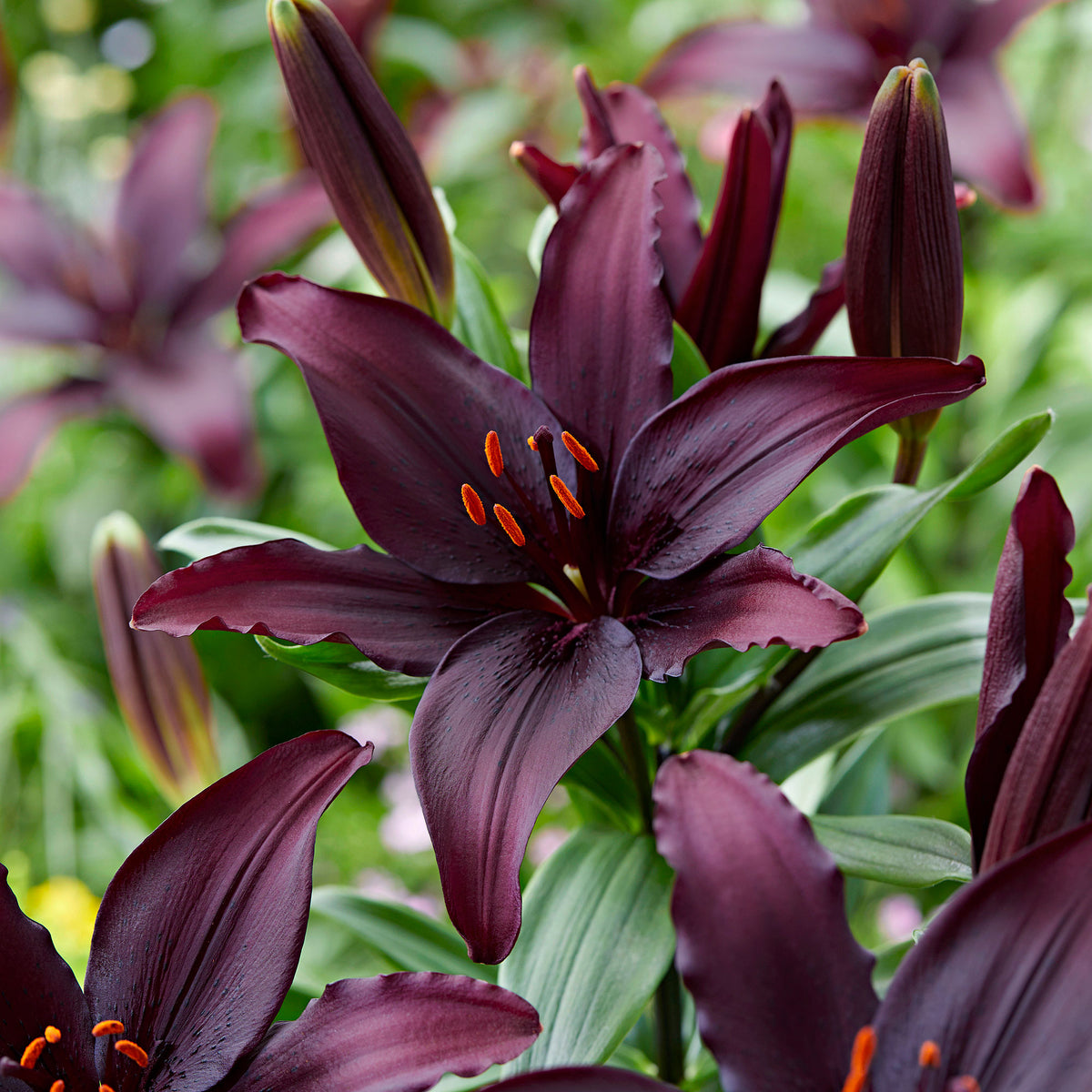5x Lily Lilium 'Blacklist' red