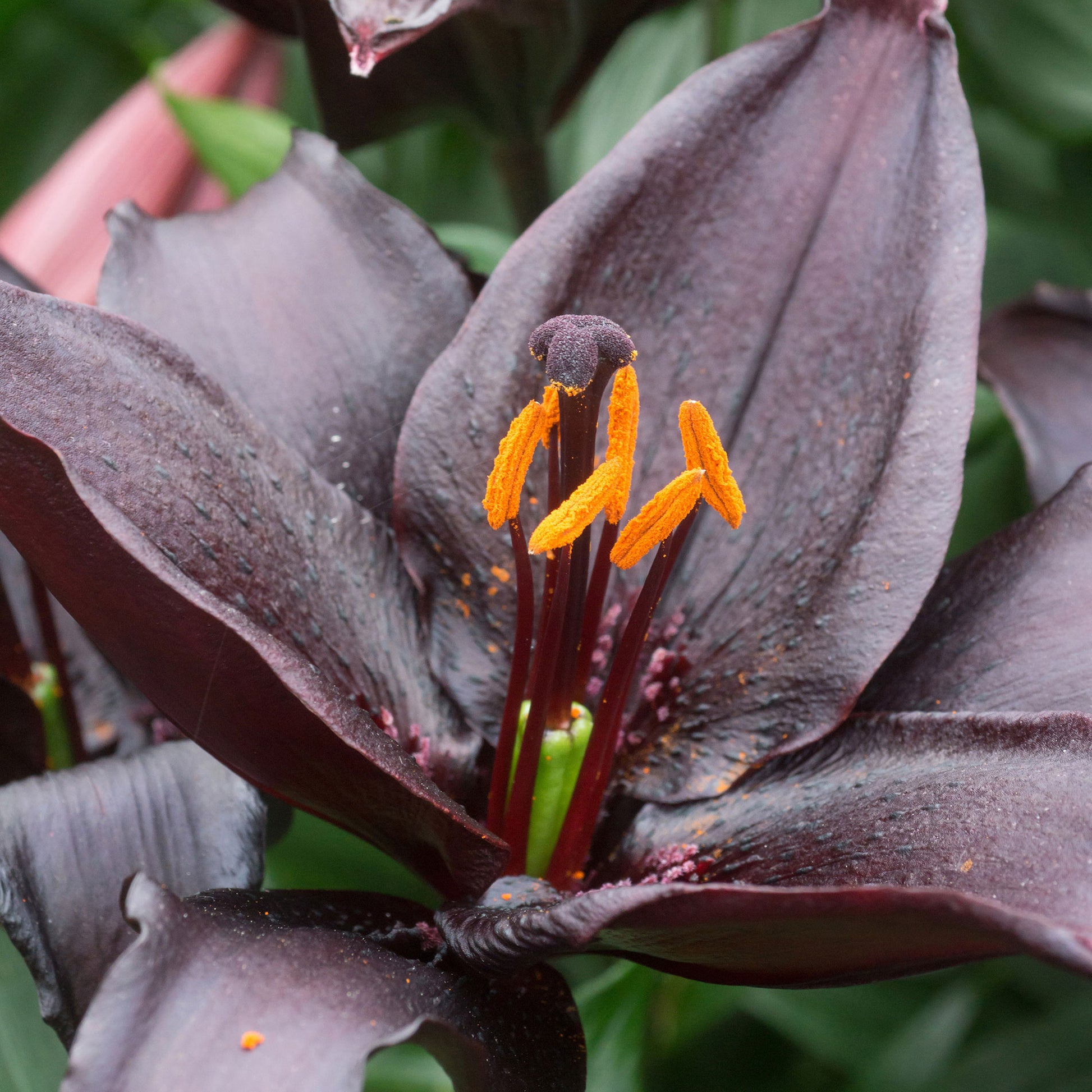 asiatic lily blacklist 5x Lily Lilium 'Blacklist' red