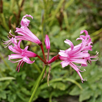 Guernsey lily Nerine bowdenii pink
