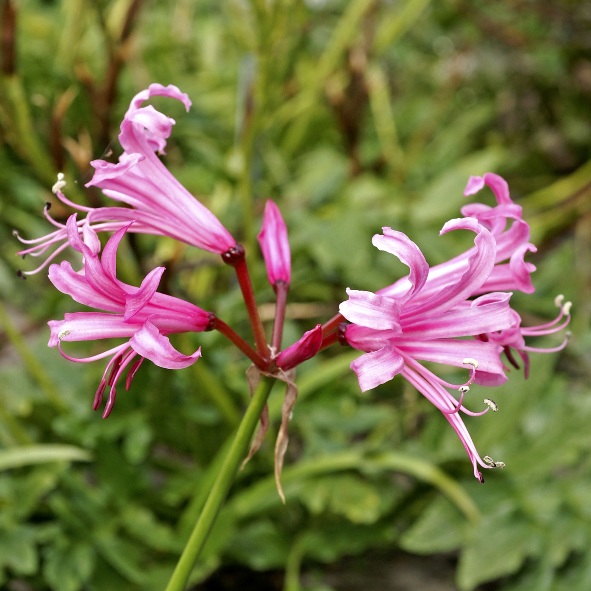 guernsey lily flower Guernsey lily Nerine bowdenii pink