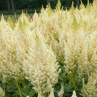 3x Goat's beard Astilbe 'Weidse Gloria' white - Bare rooted - Hardy plant