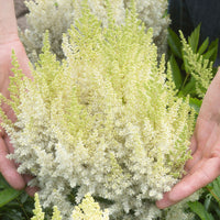 3x Goat's beard Astilbe 'Weidse Gloria' white - Bare rooted - Hardy plant
