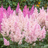 3x Goat's beard Astilbe 'Ice Cream' pink-white - Bare rooted - Hardy plant