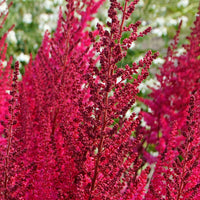 3x Goat's beard Astilbe 'Mighty Chocolate Cherry' red-pink - Bare rooted - Hardy plant