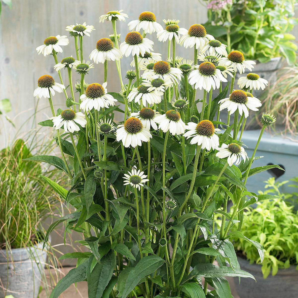 2x Coneflower Echinacea 'Alaska' white - Bare rooted - Hardy plant