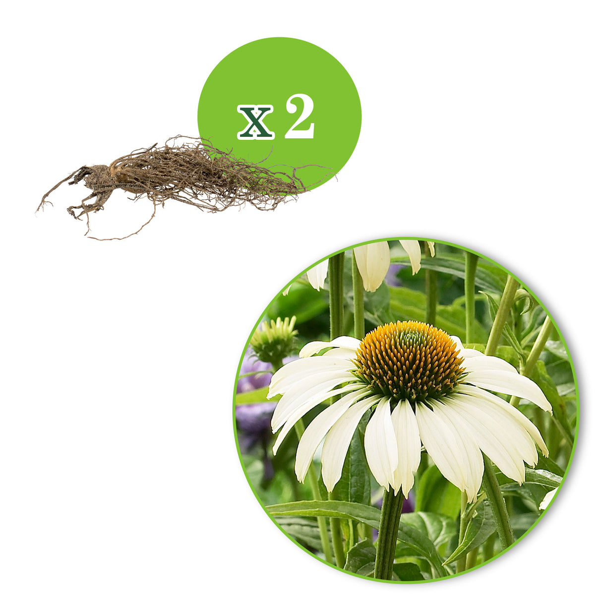2x Coneflower Echinacea 'Alaska' white - Bare rooted - Hardy plant
