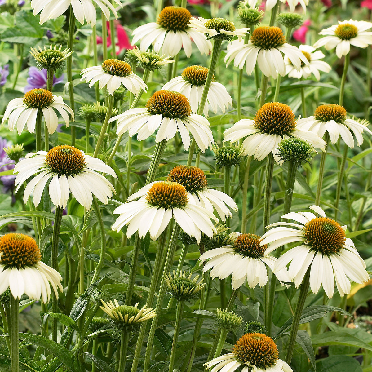 2x Coneflower Echinacea 'Alaska' white - Bare rooted - Hardy plant