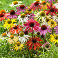 2x Coneflower Echinacea + 1x Coneflowers - Mix 'Flower Power' purple-white-yellow - Bare rooted - Hardy plant