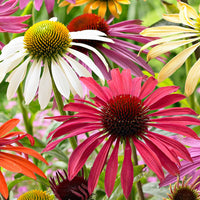 2x Coneflower Echinacea + 1x Coneflowers - Mix 'Flower Power' purple-white-yellow - Bare rooted - Hardy plant
