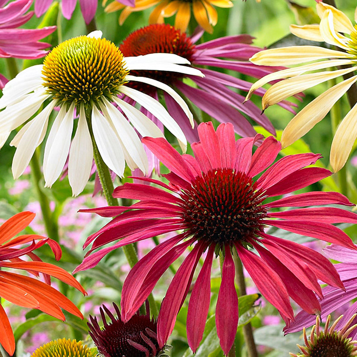2x Coneflower Echinacea + 1x Coneflowers - Mix 'Flower Power' purple-white-yellow - Bare rooted - Hardy plant
