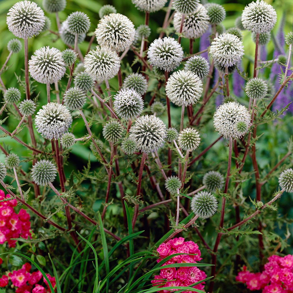 2x Glandular globe-thistle Echinops 'Arctic Glow' white-blue - Bare rooted - Hardy plant