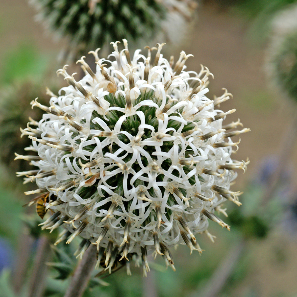 2x Glandular globe-thistle Echinops 'Arctic Glow' white-blue - Bare rooted - Hardy plant