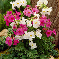 Gloxinia Incarvillea delavayi - Mix white-pink - Bare rooted