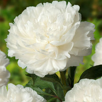 Peonies Paeonia 'White Sarah' white - Bare rooted - Hardy plant