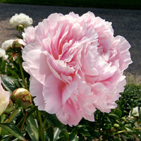 Peonies Paeonia 'Dinner Plate' pink - Bare rooted - Hardy plant