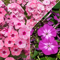 3x Phlox Phlox - Mix pink-purple-white - Bare rooted - Hardy plant