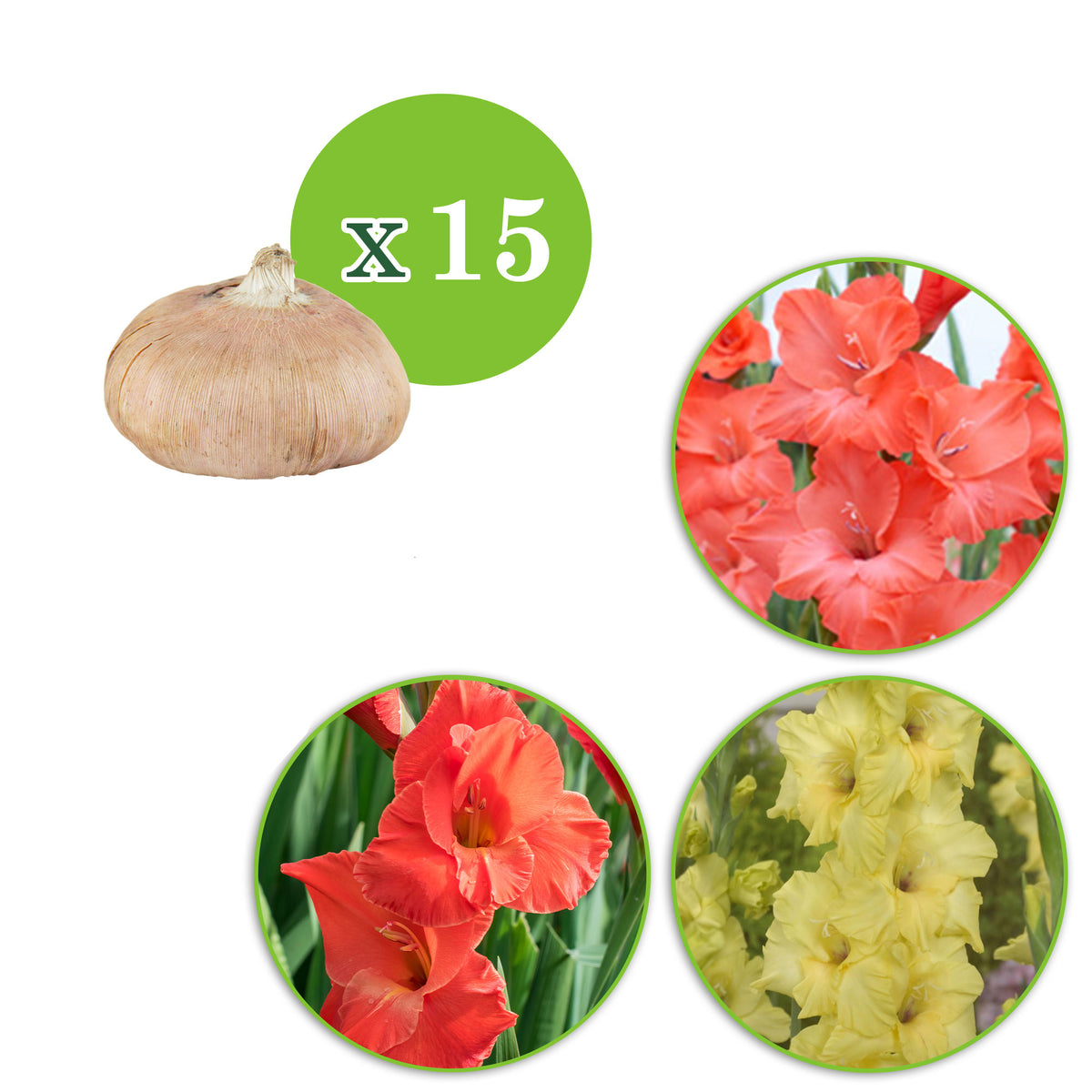 15x Gladiolus Gladiolus - Mix 'Hot Spanish Sun' orange-red-yellow