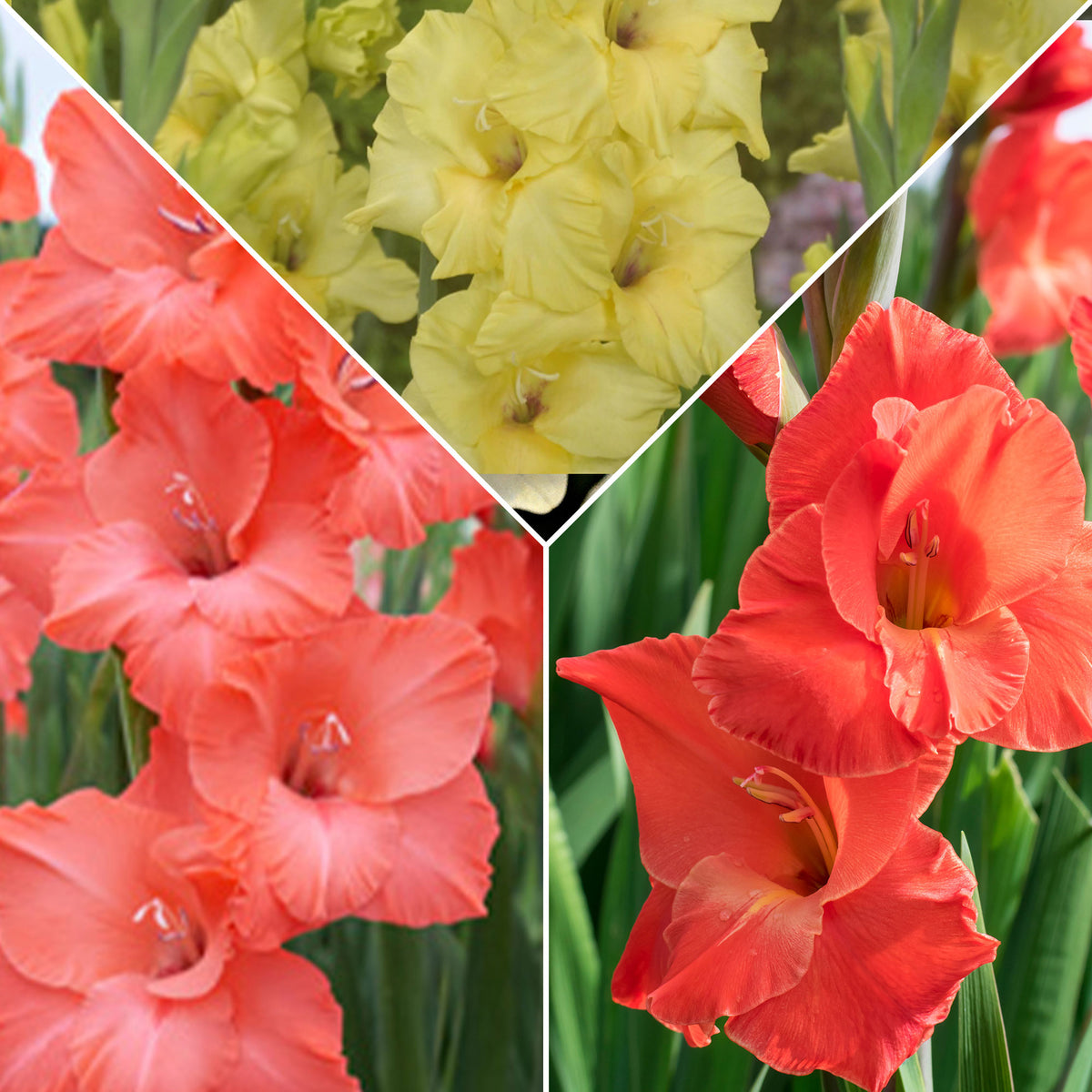 15x Gladiolus Gladiolus - Mix 'Hot Spanish Sun' orange-red-yellow