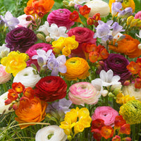 40x Flower bulbs - Mix 'Colorful Combination' Mix