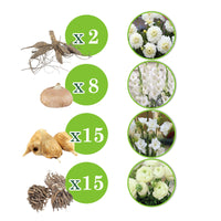 40x Flower bulbs - Mix 'Patio City Garden White' white