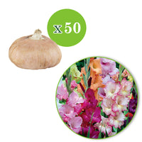50x Gladiolus Gladiolus - Mix 'Garden'