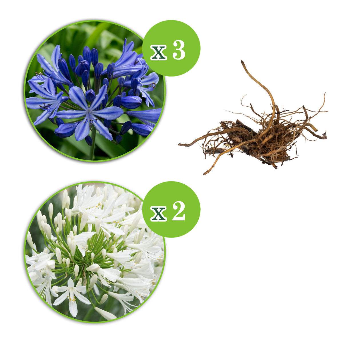 5x African lily Agapanthus africanus - Mix - Bare rooted - Hardy plant