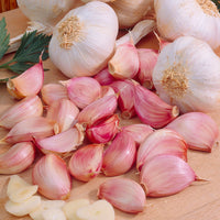 Garlic Allium 'White Casablanca'