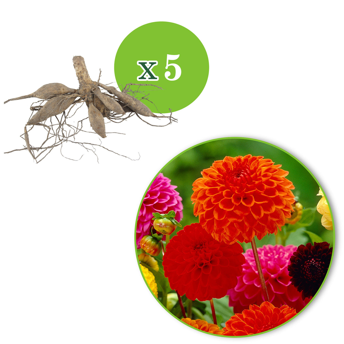 5x Dahlia - Mix 'Ball' Organic