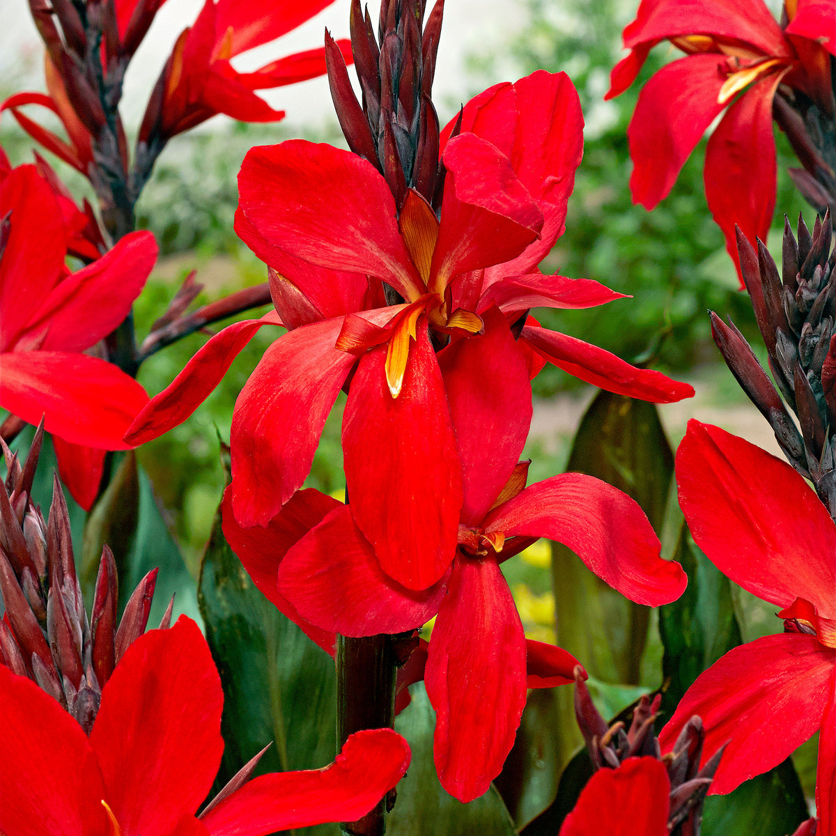 2x Indian shot Canna 'Red Futurity' red