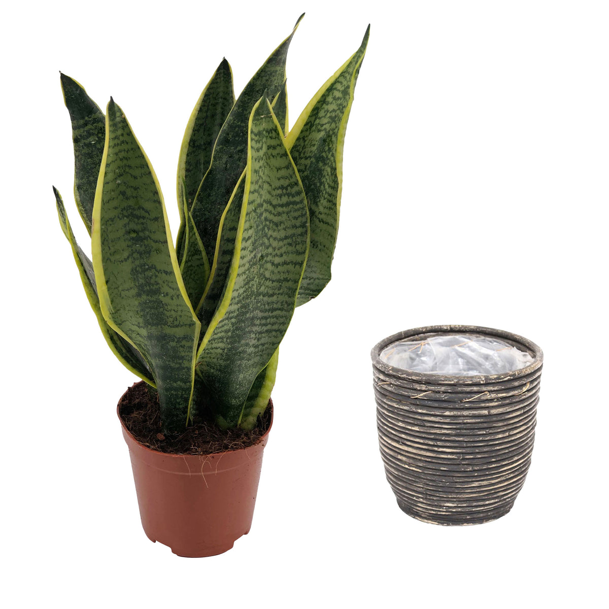 Snake plant Sansevieria 'Futura Superba' incl. decorative pot