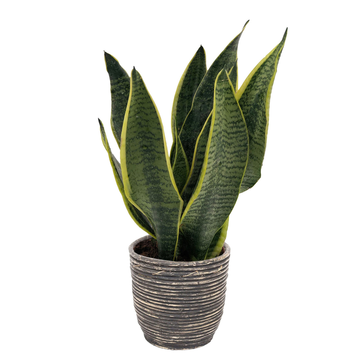 Snake plant Sansevieria 'Futura Superba' incl. decorative pot