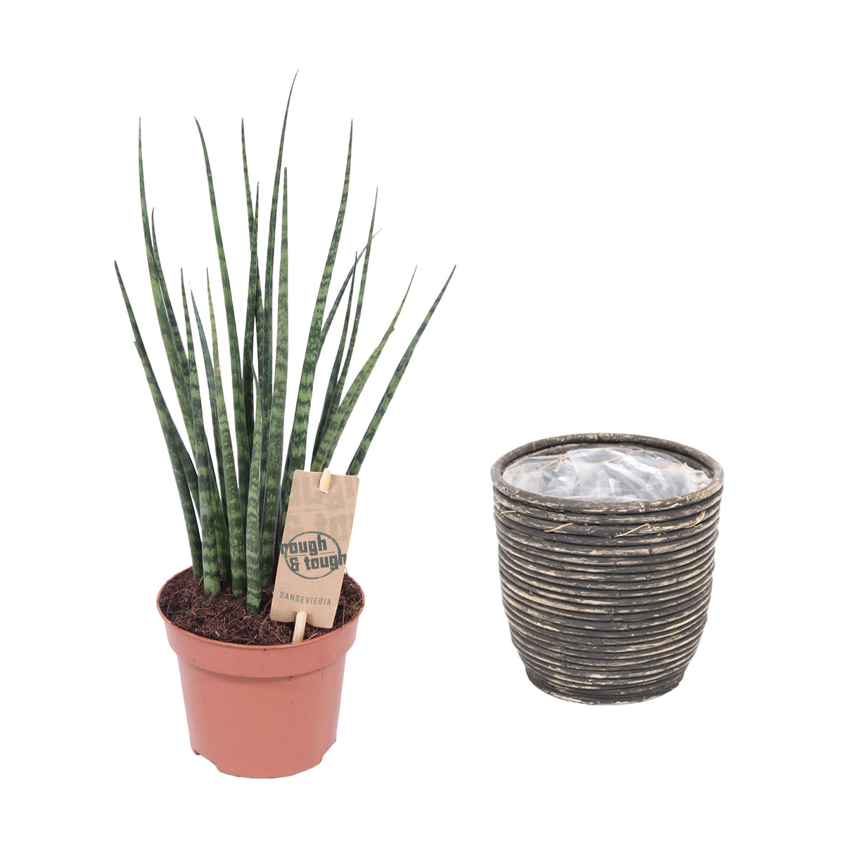 Snake plant Sansevieria 'Fernwood Mikado' incl. decorative pot