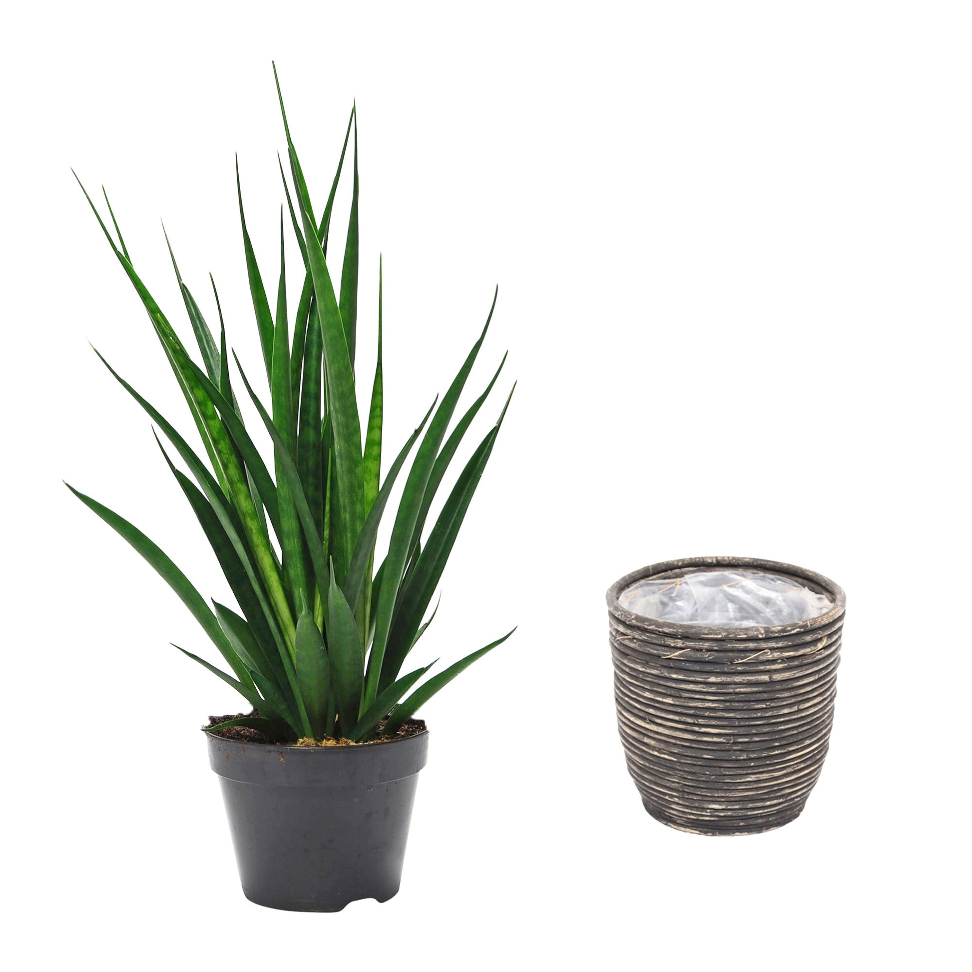 sansevieria kirkii friends Snake plant Sansevieria 'Friends' including decorative pot